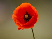 Remembering Canada’s Military Heritage: Family&nbsp;Photos