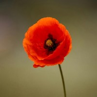 Remembering Canada’s Military Heritage: Family&nbsp;Photos